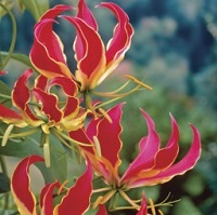 Gloriosa Rothschildiana