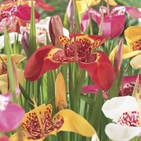 Tigridia Ferraria Mixed