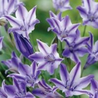 Triteleia Rudy