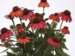 Echinacea p. Artisan Red Ombre