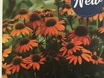 Echinacea p. Artisan Soft Orange