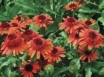 Echinacea p. Carrot Cake