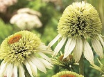 Echinacea p. Coconut Lime