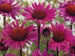 Echinacea Fatal Attraction