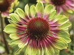 Echinacea Green Twister