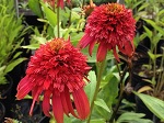 Echinacea p. Hot Papaya