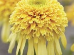Echinacea Lemon Drop