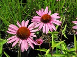 Echinacea p. Magnus