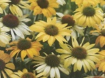 Echinacea p. Mellow Yellow