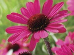 Echinacea p. Ruby Star