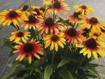 Echinacea Sunseeker Tequila
                                Sunrise