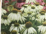 Echinacea p. White Swan