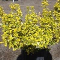 Euonymus f. 'Emerald n' Gold'