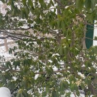 Euonymus f. 'Sarcoxie'