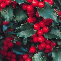 Ilex x mes. 'Blue Prince &
                                Princess'