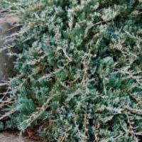 Juniperous hor. Wiltonii