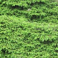 Picea abies 'Nidiformis