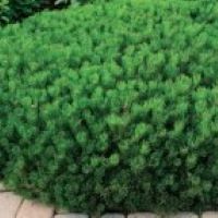 Pinus mugo 'Pumilio'