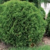 Thuya occ. 'Little Giant'