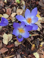 fall
                          crocus