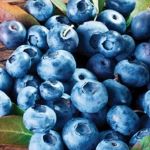 Blueberry Northcountry