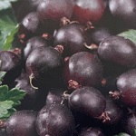 Gooseberry