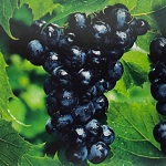 Grape 'Sovereign Coronation'