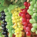 Grape