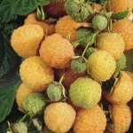 Raspberry 'Fall Gold'
