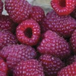 Raspberry Purple