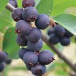 Saskatoon Berry