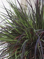 Andropogon gerardii Black Hawks
