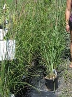 Andropogon gerardii