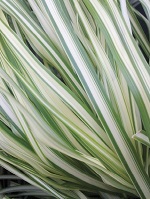 Grass Calamagrostis ac. 'Lightning
                                Strike'