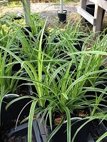 Grass Carex morrowii 'Ice Dance'