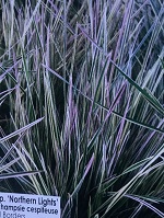 Grass Deschampsia c. 'Northern
                                Lights'