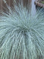 Grass Festuca gl. 'Beyond Blue'