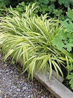 Grass Hakonechloa macra 'Aureola'