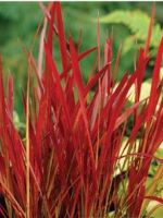 Imperata cylindrica Red Baron