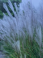 Miscanthus sinensis Purpurascens