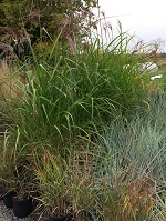 Miscanthus x giganteus