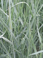 Panicum virgatum Heavy Metal