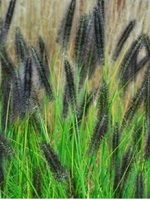 Pennisetum alopecuroides Redhead