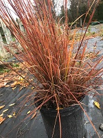 Schizachyrium scoparium Blaze