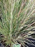 Grass Schizachyrium s. 'Prairie
                                Blues'