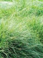 Sporobolus heterolepsis