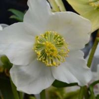 Helleborus niger