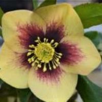 Helleborus o. Apricot Blush