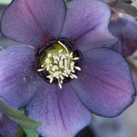Helleborus Blue Diamond
