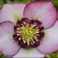 Helleborus o. Cherry Blossom